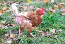 Inilah 6 Langkah Efektif Mengatasi Ayam Stres