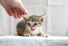Kenali 10 Ciri-Ciri Kucing Terkena Rabies