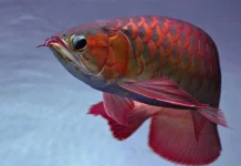 Cara Mengatasi Ikan Arwana Stres agar Kembali Aktif