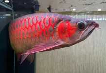Jenis Ikan Hias yang Paling Mudah Dibudidayakan