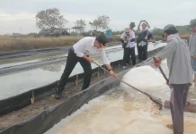 Pemkab Cirebon Prioritaskan Pembangunan Sentra Garam dan Produk Turunannya