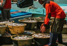 KKP Berikan Sertifikasi Mutu Gratis untuk Tingkatkan Kualitas Produk Perikanan