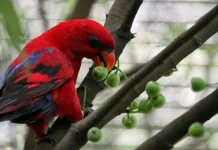 Makanan Burung Nuri agar Cepat Gacor dan Bicara