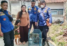 Dipelihara sejak Bayi, Kera Ekor Panjang Ditangani Damkar Kuningan