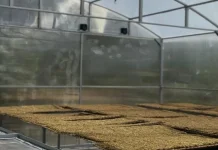 Petani Tembakau Majalengka Tak Lagi Bergantung Cuaca, Solar Dryer Jadi Andalan