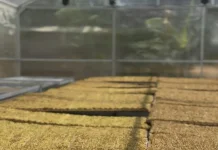 Tembakau Majalengka Produksi 1.022 Ton, Teknologi Baru Dongkrak Nilai Jual Petani