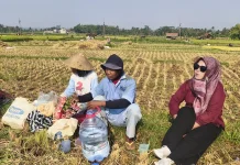 Petani Padarek Tersenyum, Harga Gabah Mulai Stabil dan Menguntungkan