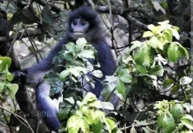 Surili Jawa Terancam Punah, Primata Pemakan Daun Jadi Penjaga Hutan Gunung Ciremai