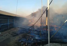 Kandang Ayam di Majalengka Ludes Terbakar, 18 Ribu DOC Hangus, Kerugian Rp2 Miliar