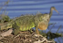 Mengenal Penyakit yang Sering Menyerang Iguana