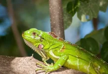 Inilah 4 Penyebab Iguana Sulit Makan