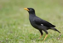 5 Manfaat Memelihara Burung Jalak Kebo
