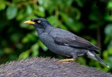 Lima Manfaat Bawang Putih untuk Jalak Kebo