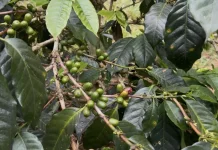 BI Cirebon Bina Kopi Arabika Buana Ciremai Tembus Pasar Internasional