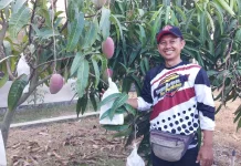Pemuda Indramayu Maksimalkan Lahan lewat Pertanian