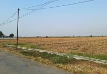 Kemarau Panjang, Tanaman Padi Karangwareng Mulai Menguning