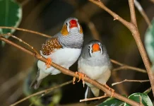 Perbedaan Burung Zebra Finch Jantan dan Betina