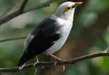 Tips Merawat Burung Jalak Kapas agar Tetap Prima