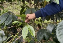 Petani Kopi Kuningan Hadapi Tantangan Peralihan Komoditas dan Dampak Cuaca