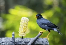 Cara Melatih Burung Jalak Kebo agar Bisa Bicara