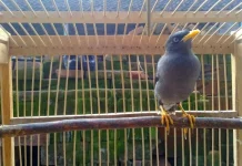 Cara Penangkaran Burung Jalak Kebo bagi Pemula