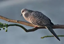 Cara Membuat Burung Tekukur Rajin Bunyi & Gacor