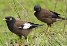 Cara Menjinakkan Burung Jalak Nias Liar