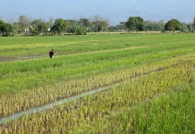 Pentingnya Hari Tani Nasional untuk Masa Depan Pangan