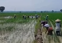 Pemkab Majalengka Buka Ruang Investasi tanpa Abaikan Ketahanan Pangan