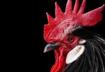 Kenali Berbagai Penyebab Ayam Tidak Berkokok