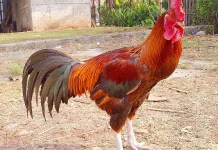 Pakan Terbaik agar Ayam Pelung Berkokok Panjang