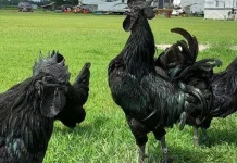 Ciri-Ciri Ayam Cemani Asli yang Wajib Diketahui Pemula