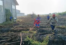 Kebakaran Lahan Ilalang Kembali Terjadi di Losarang Indramayu