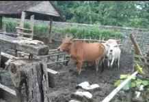 Sapi Pasundan, Plasma Nutfah Jawa Barat di Kuningan