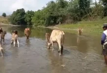 Sapi Pasundan Kuningan, Daging Lokal yang Disebut Mirip Wagyu Jepang