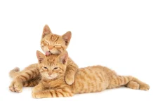 Tak Hanya Menggemaskan, Ini Manfaat Memelihara Kucing