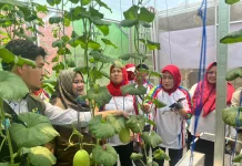 Pertamina Patra Niaga JBB Kembangkan Hidroponik Perkuat Pangan