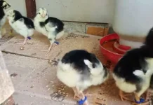Tips Memilih Anak Ayam Berkualitas Tinggi