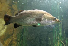 Jenis Ikan Air Payau yang Paling Populer