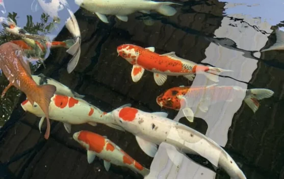 Ikan Tetap Harus Berada di Air meski Terluka