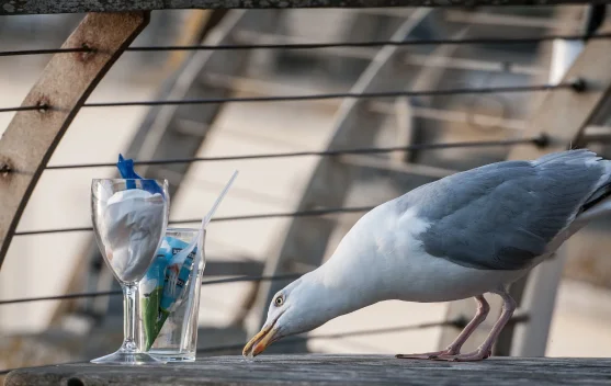 Mengapa Burung Camar Sering Mencuri Makanan Orang?