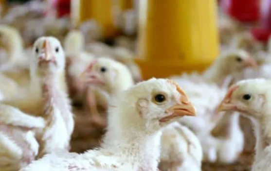 Manfaat Jamu Herbal untuk Melejitkan Performa Ayam Broiler