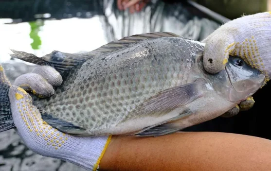 Jenis Makanan Ikan Nila agar Cepat Besar