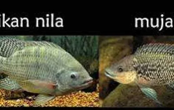 Ciri Ikan Nila yang Wajib Diketahui Mancing Mania