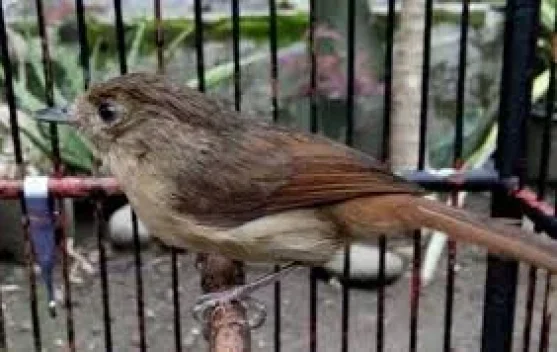 Perbedaan Paling Mencolok Burung Flamboyan Jantan dan Betina