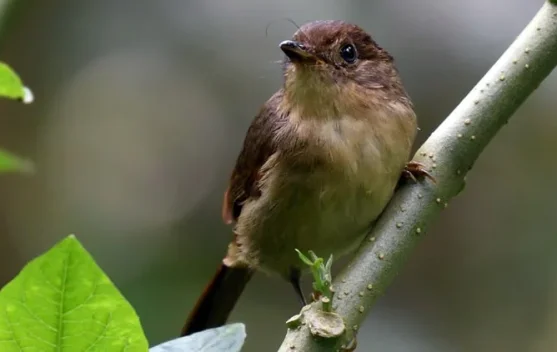 IRahasia Perawatan Burung Wergan Jawa agar Gacor