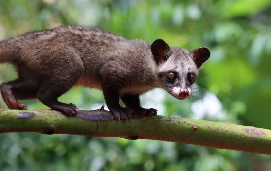 Perbedaan Luwak, Musang, dan Garangan