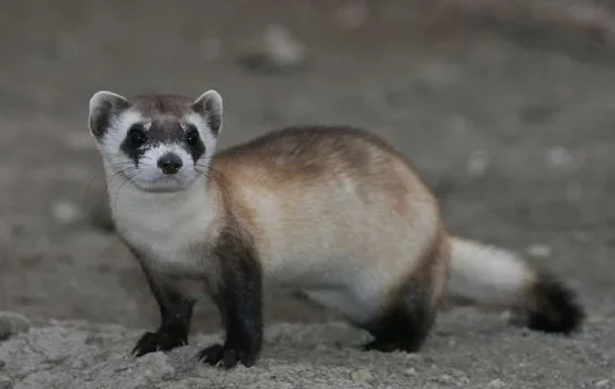 Jenis Musang yang Cocok dipelihara untuk Pemula