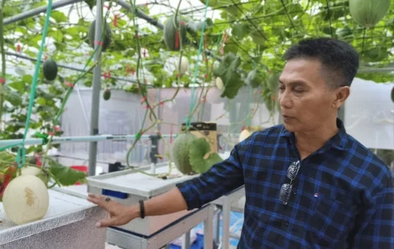 Tak Sekadar Manis, Melon Kasturi Punya Segudang Manfaat untuk Tubuh