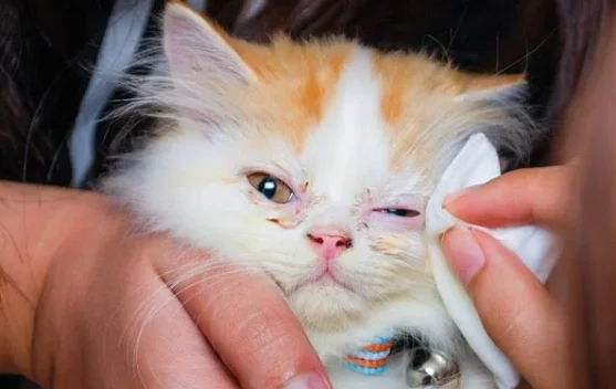 Inilah Penyebab Mata Kucing Belekan yang Perlu Diwaspadai